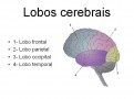 Entenda O Que S O Lobos Cerebrais Col Gio Web